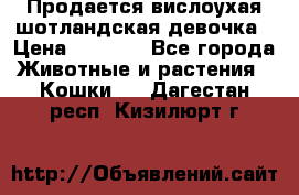 Продается вислоухая шотландская девочка › Цена ­ 8 500 - Все города Животные и растения » Кошки   . Дагестан респ.,Кизилюрт г.